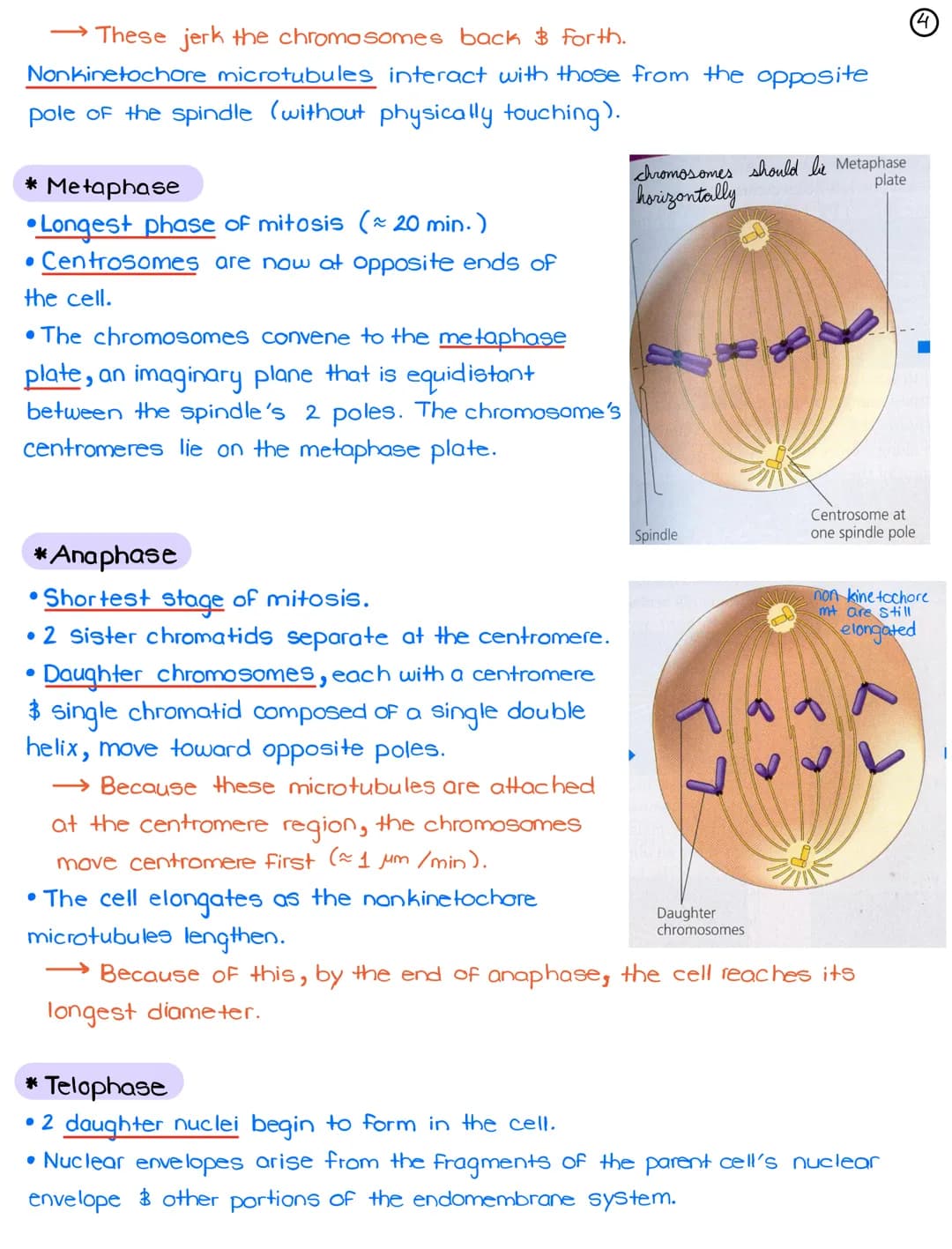 La-Cell Division in Eukaryotes: Mitosis
*Cell Cycle: Life of a cell from the time it is first formed from a
dividing parent cell until its o