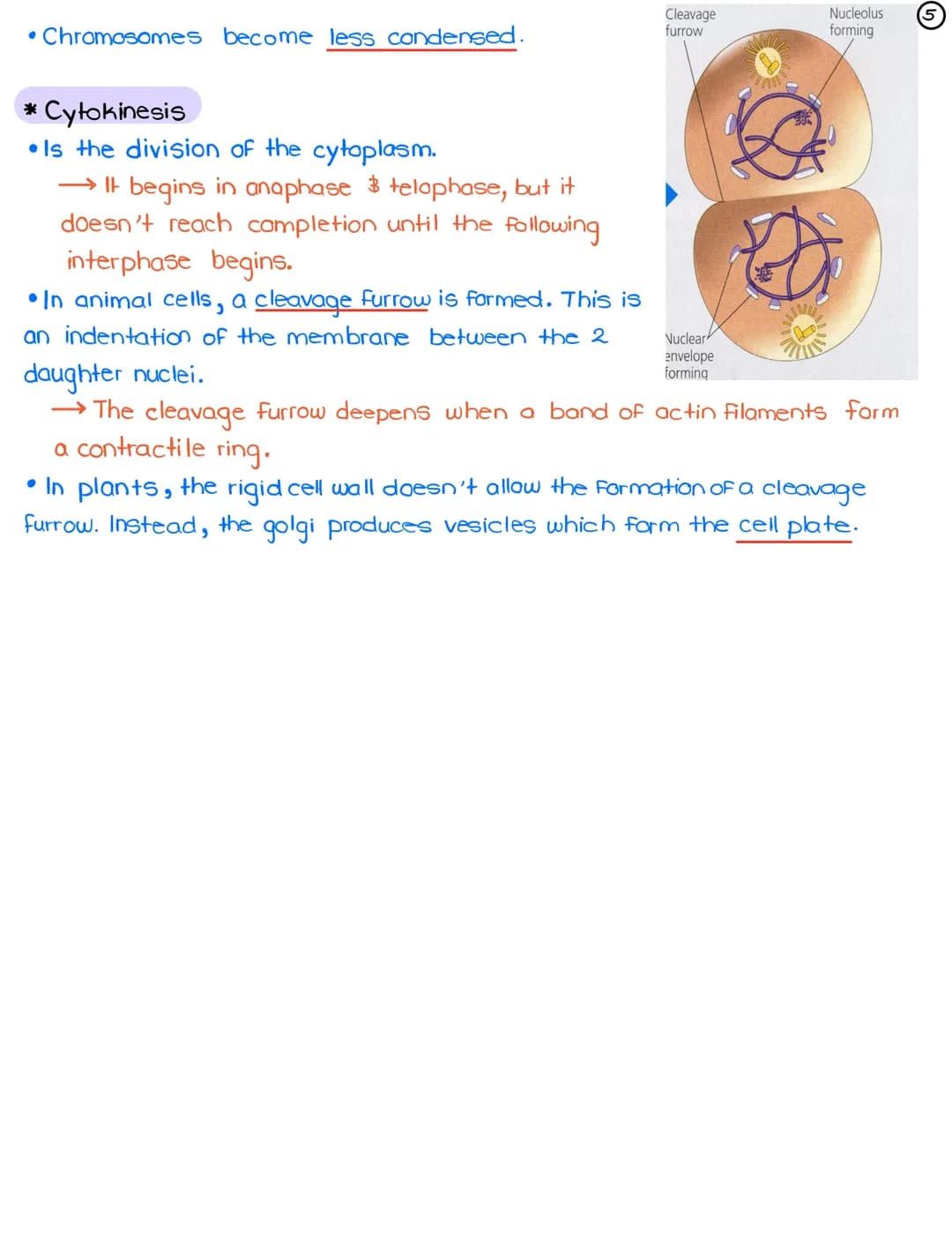 La-Cell Division in Eukaryotes: Mitosis
*Cell Cycle: Life of a cell from the time it is first formed from a
dividing parent cell until its o