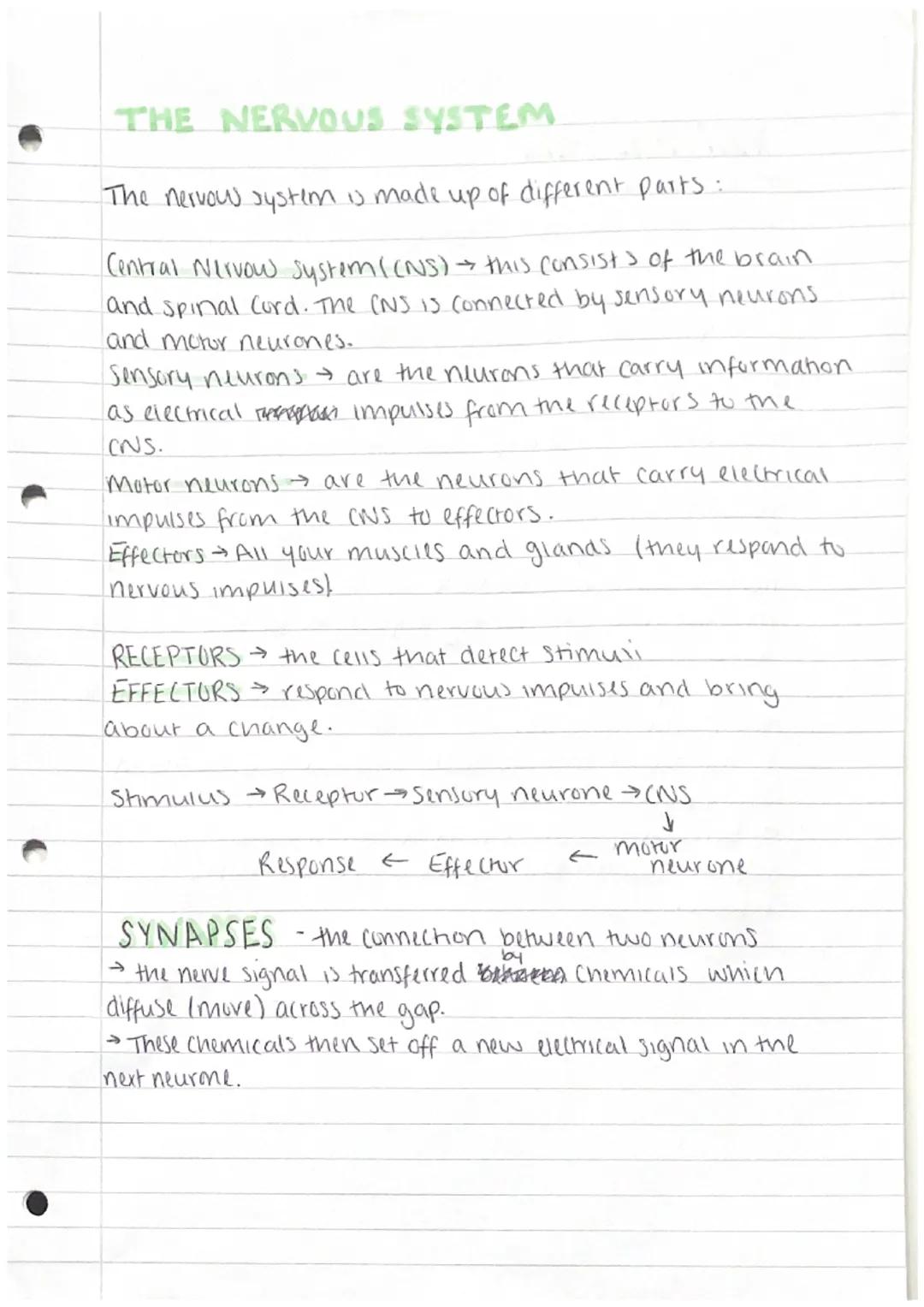 # THE NERVOUS SYSTEM

The nervow system is made up of different parts:

Central Nervow system ((NS)→ this consists of the brain
and spinal C
