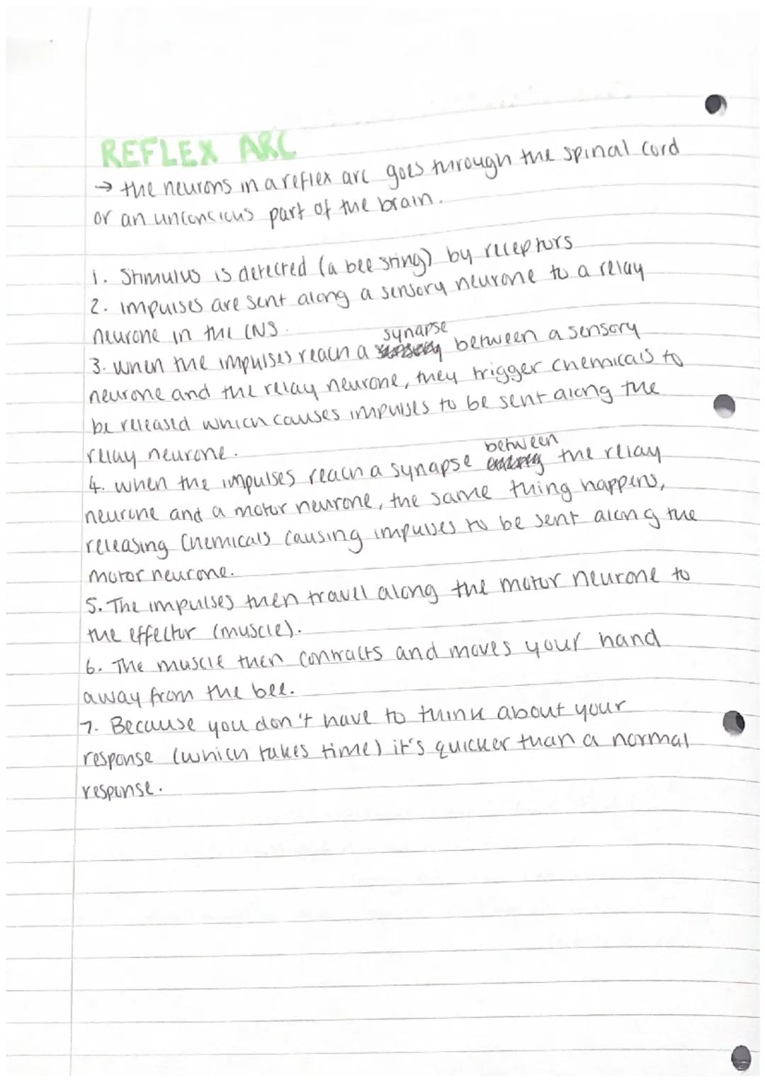 # THE NERVOUS SYSTEM

The nervow system is made up of different parts:

Central Nervow system ((NS)→ this consists of the brain
and spinal C