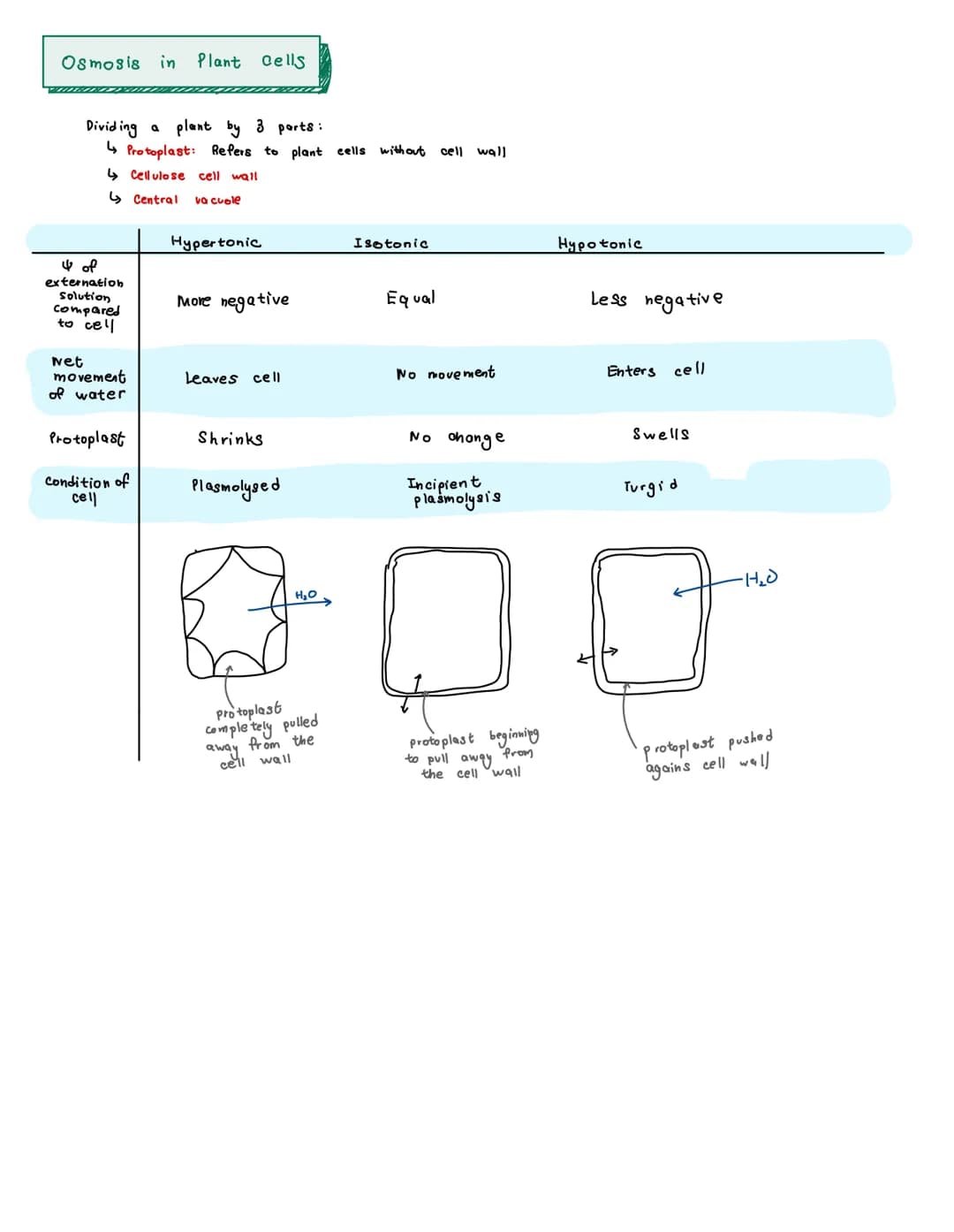 opa
High water
Potential
Pure Water
Example:
0
0
O
State
0
4 of
externation
solution
compared
to cell
-100 kPa
Low water
potential
штокра
0
