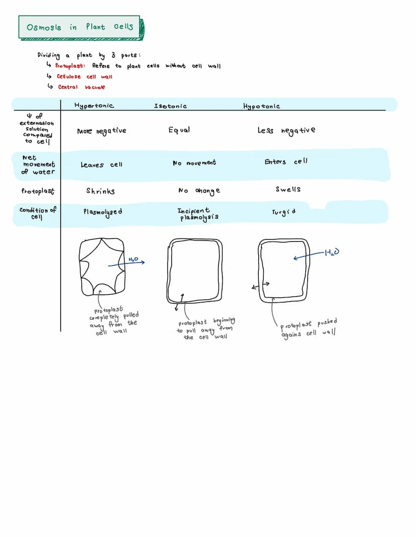 opa
High water
Potential
Pure Water
Example:
0
0
O
State
0
4 of
externation
solution
compared
to cell
-100 kPa
Low water
potential
штокра
0
