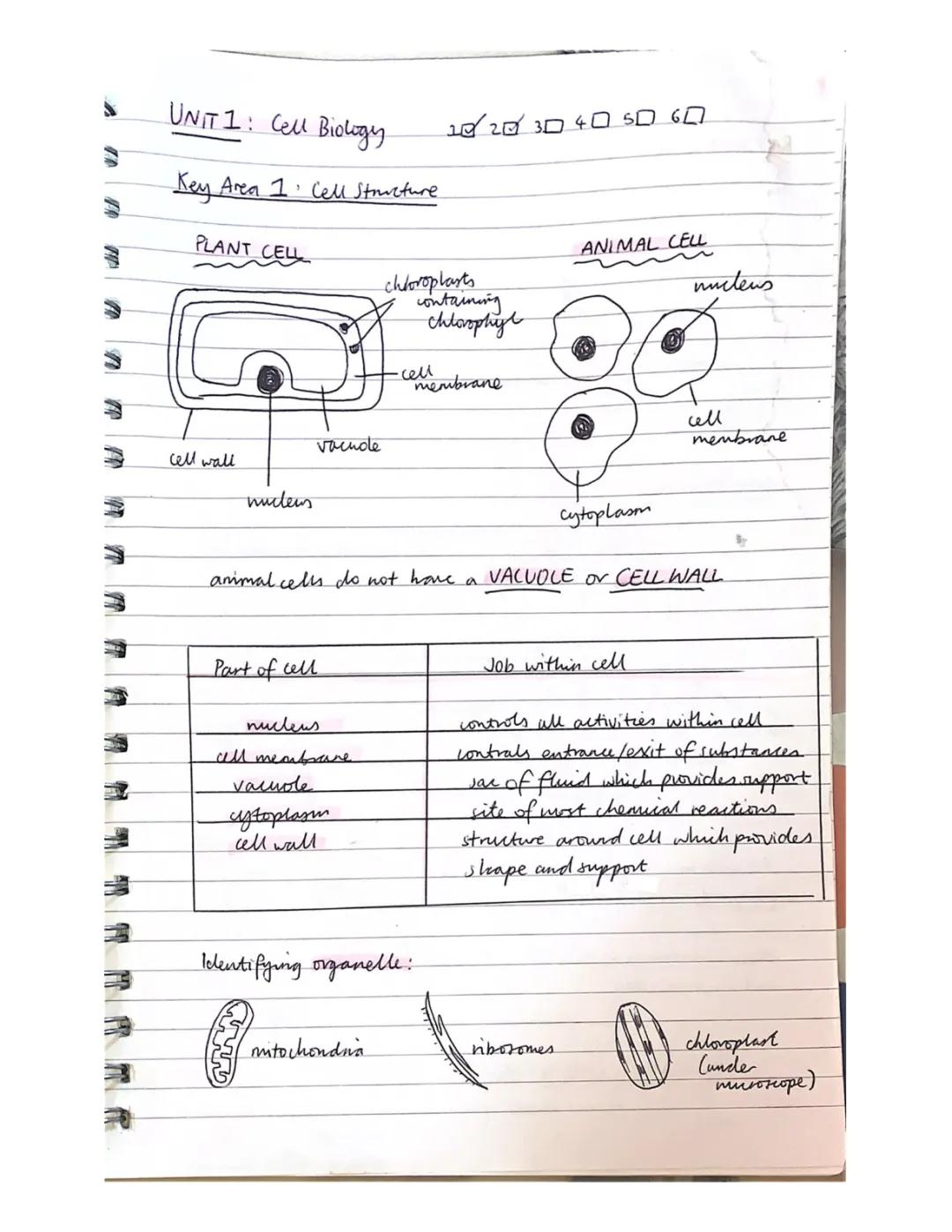 Unit 1: Cell Biology - Differences and Similarities Between Plant, Animal, Fungal, and Bacterial Cells