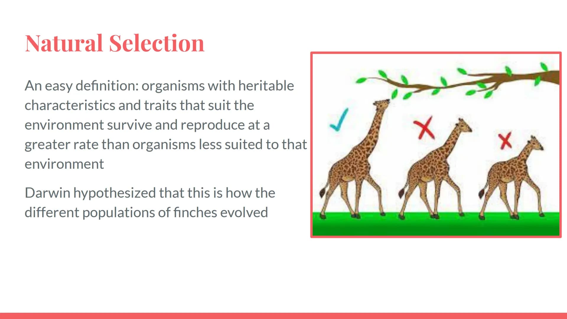 Evolution
Evolution is the process by which a change in the genetic characteristics of a
population over generations occurs.
Evolution is th