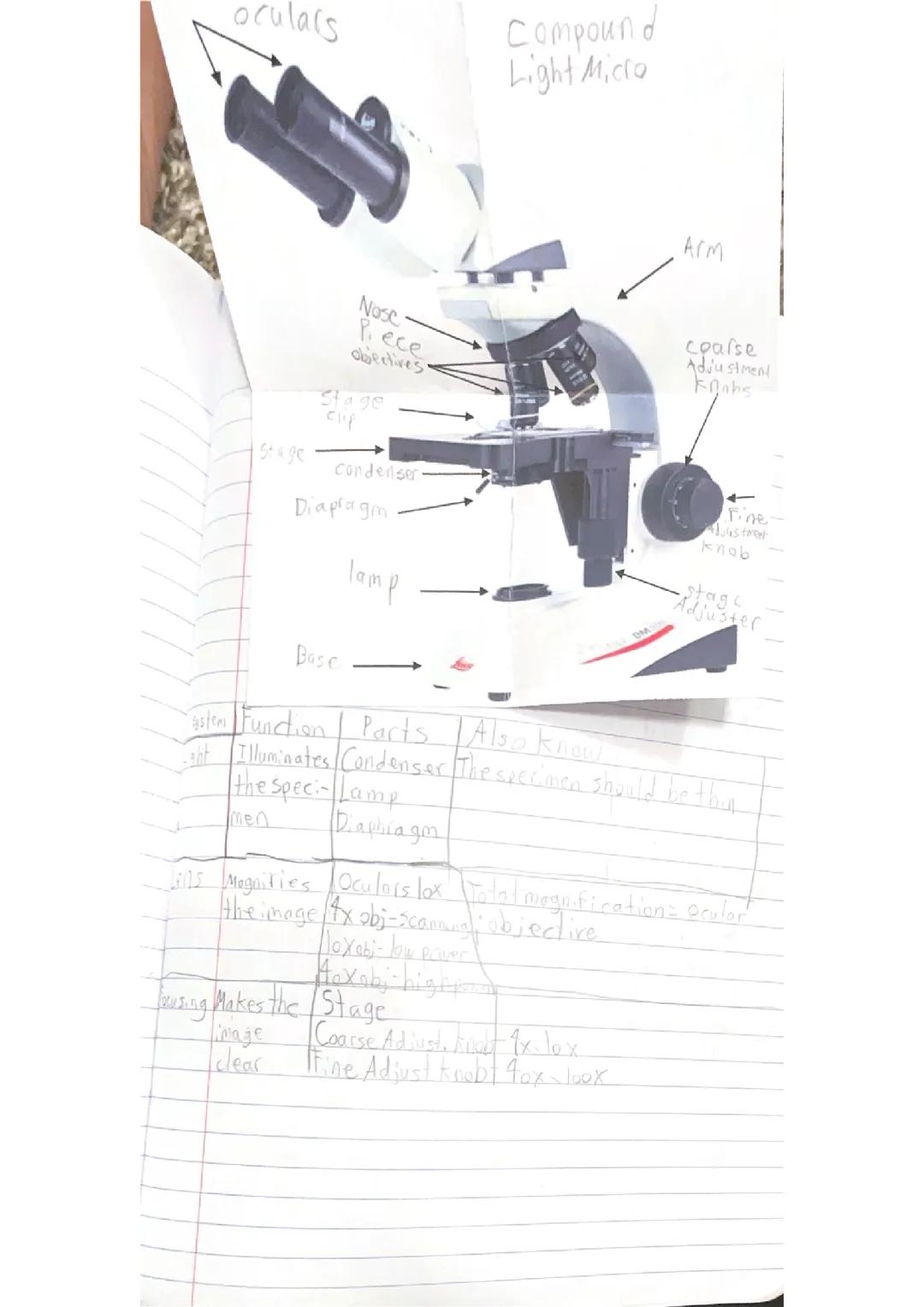 Compound Microscope Info