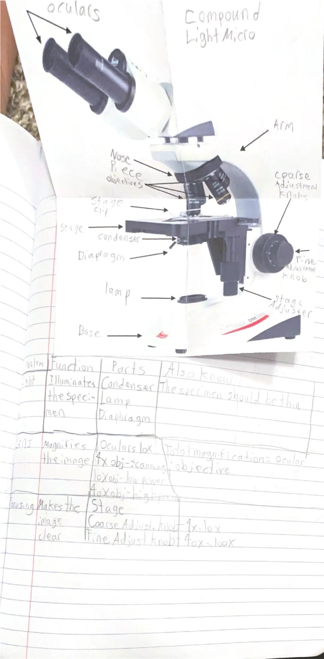 oculars
Compound
Light Micro
Arm
Nose
Rece
objectives
coarse
Adjustment
knobs
Stage
clip
- Stage
condenser
Diapragm
Base
Tamp
ystem Function