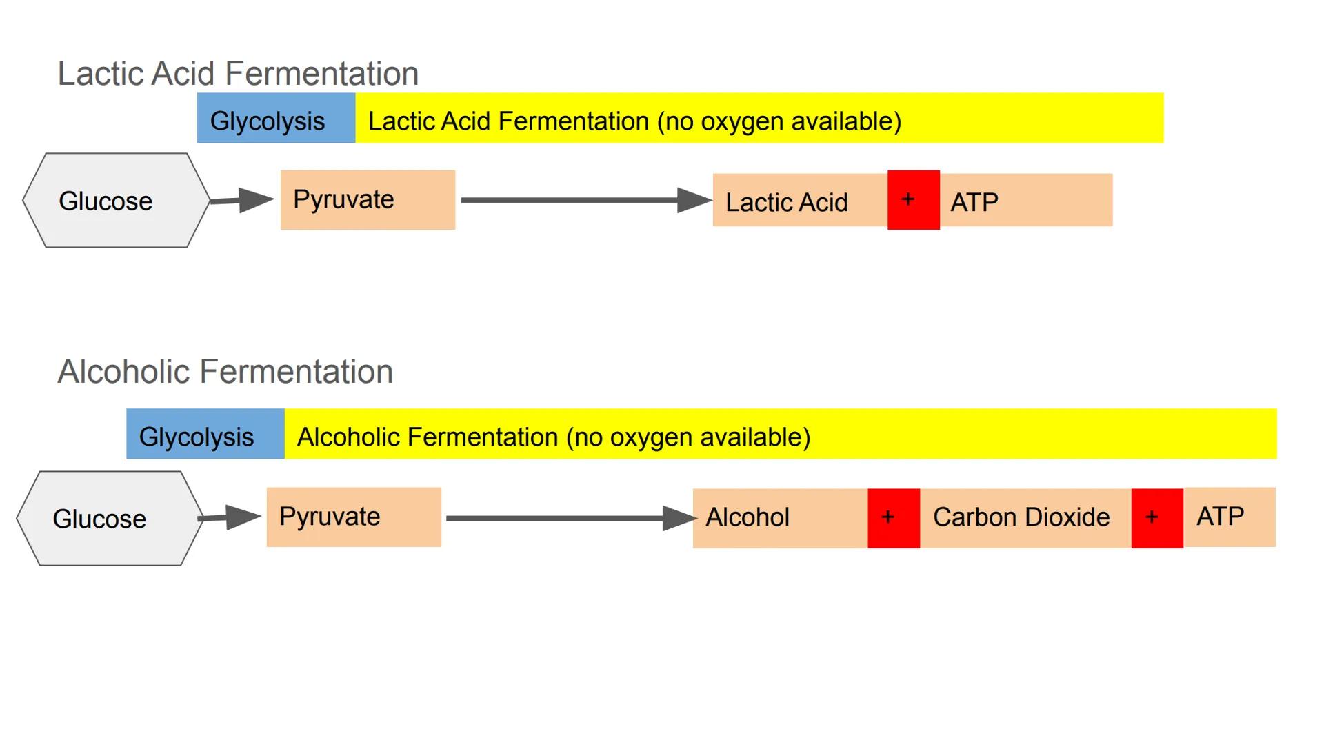 Fermentation Fermentation
Anaerobic Respiration: Respiration without oxygen
Location: Cytoplasm
Lactic Acid Fermentation:
Occurs in muscle t