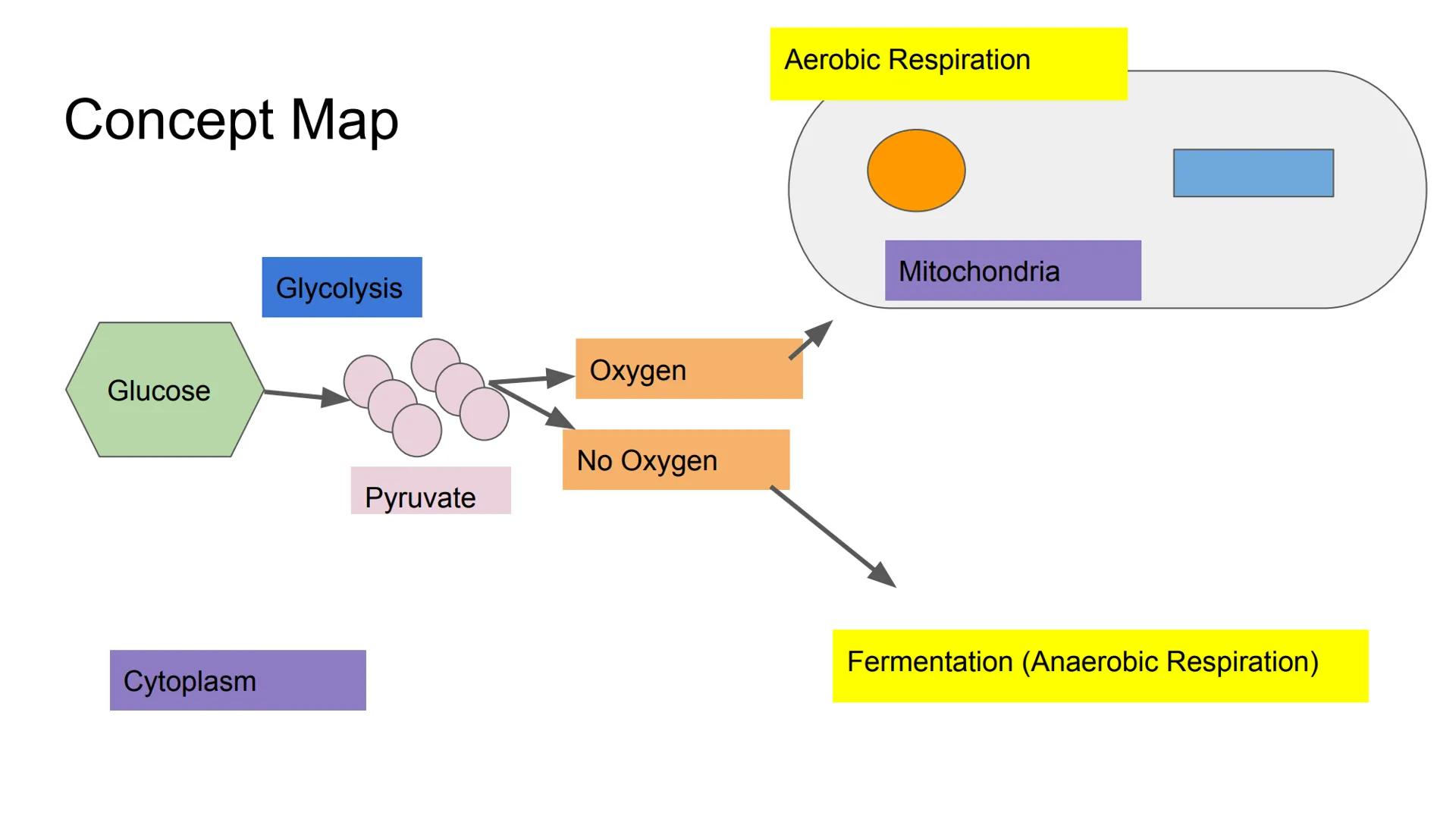 Fermentation Fermentation
Anaerobic Respiration: Respiration without oxygen
Location: Cytoplasm
Lactic Acid Fermentation:
Occurs in muscle t