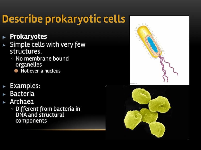 
<p>The fundamental role of cells in living organisms is key to understanding how all living things function and are structured. Cells are t