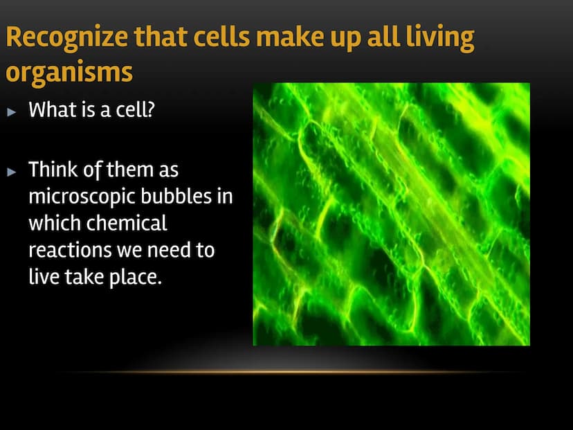 
<p>The fundamental role of cells in living organisms is key to understanding how all living things function and are structured. Cells are t