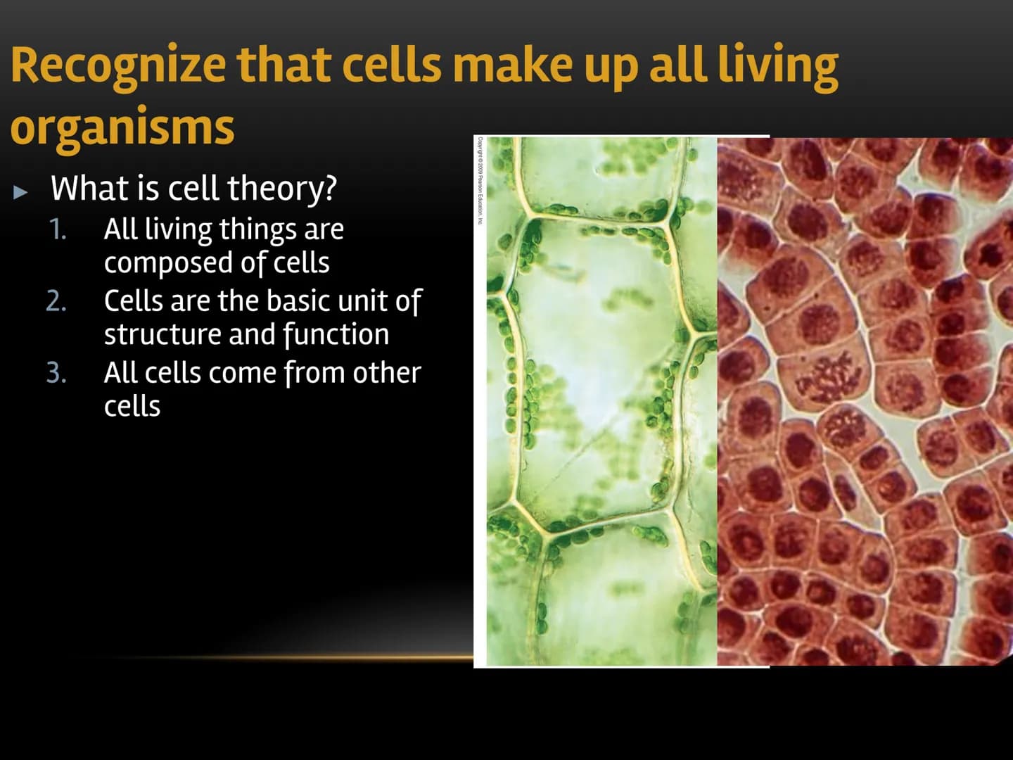 
<p>The fundamental role of cells in living organisms is key to understanding how all living things function and are structured. Cells are t