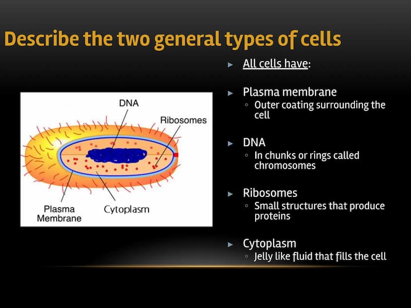 
<p>The fundamental role of cells in living organisms is key to understanding how all living things function and are structured. Cells are t