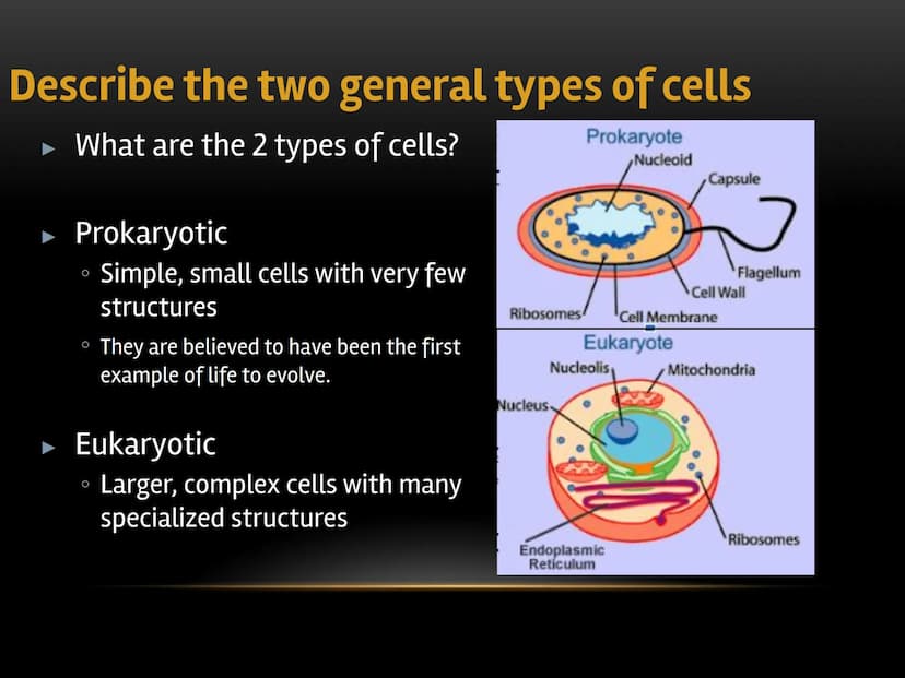 
<p>The fundamental role of cells in living organisms is key to understanding how all living things function and are structured. Cells are t