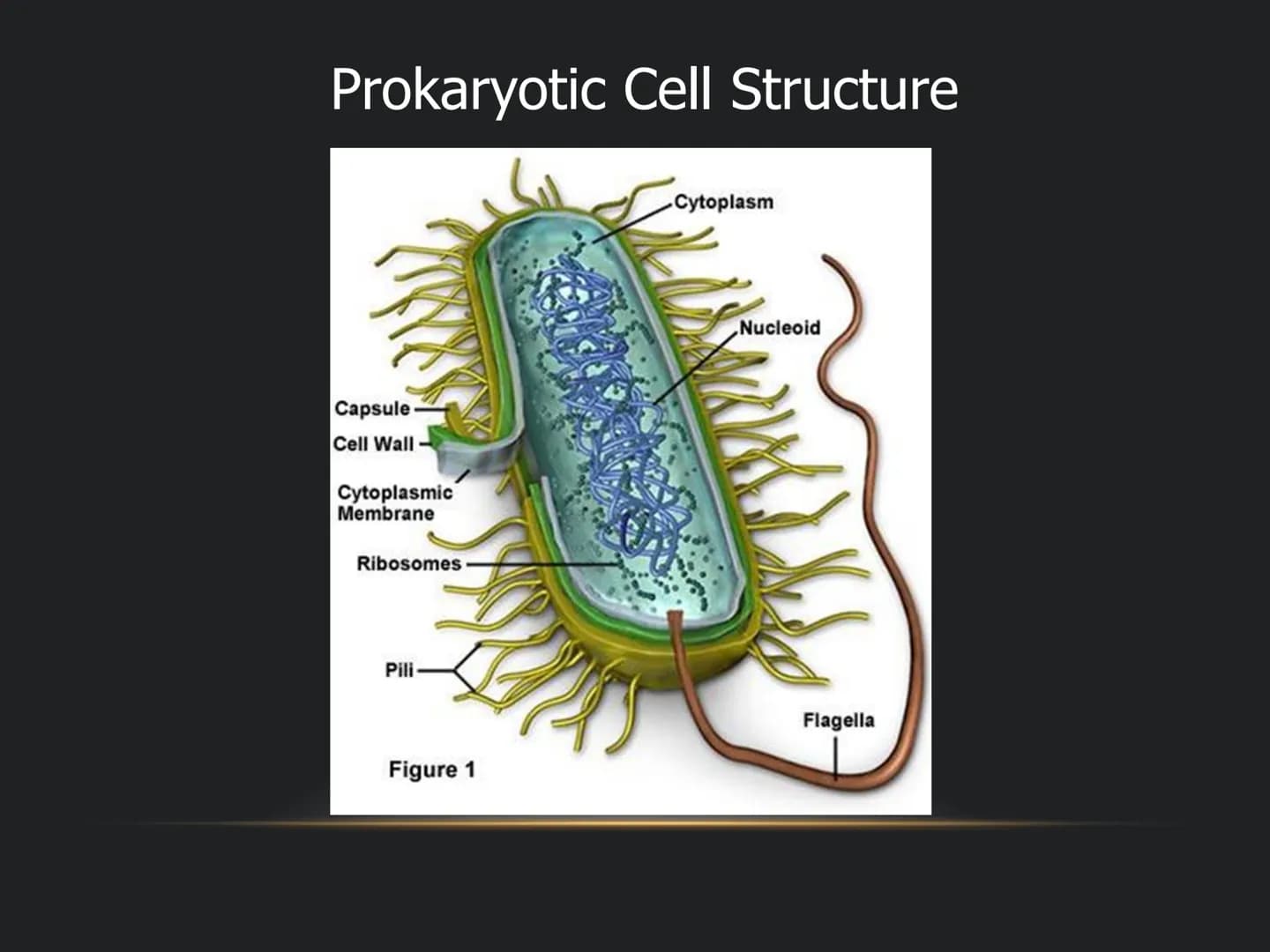 
<p>The fundamental role of cells in living organisms is key to understanding how all living things function and are structured. Cells are t