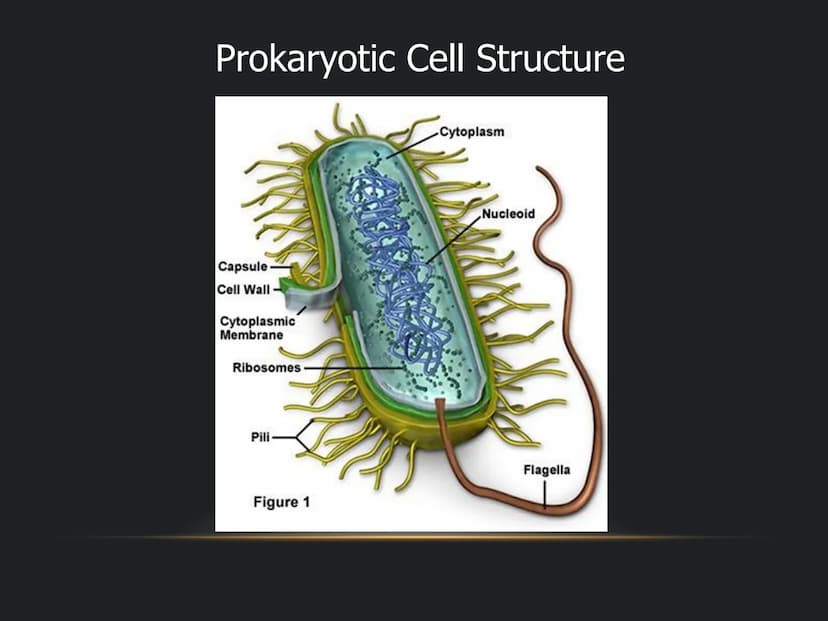 
<p>The fundamental role of cells in living organisms is key to understanding how all living things function and are structured. Cells are t