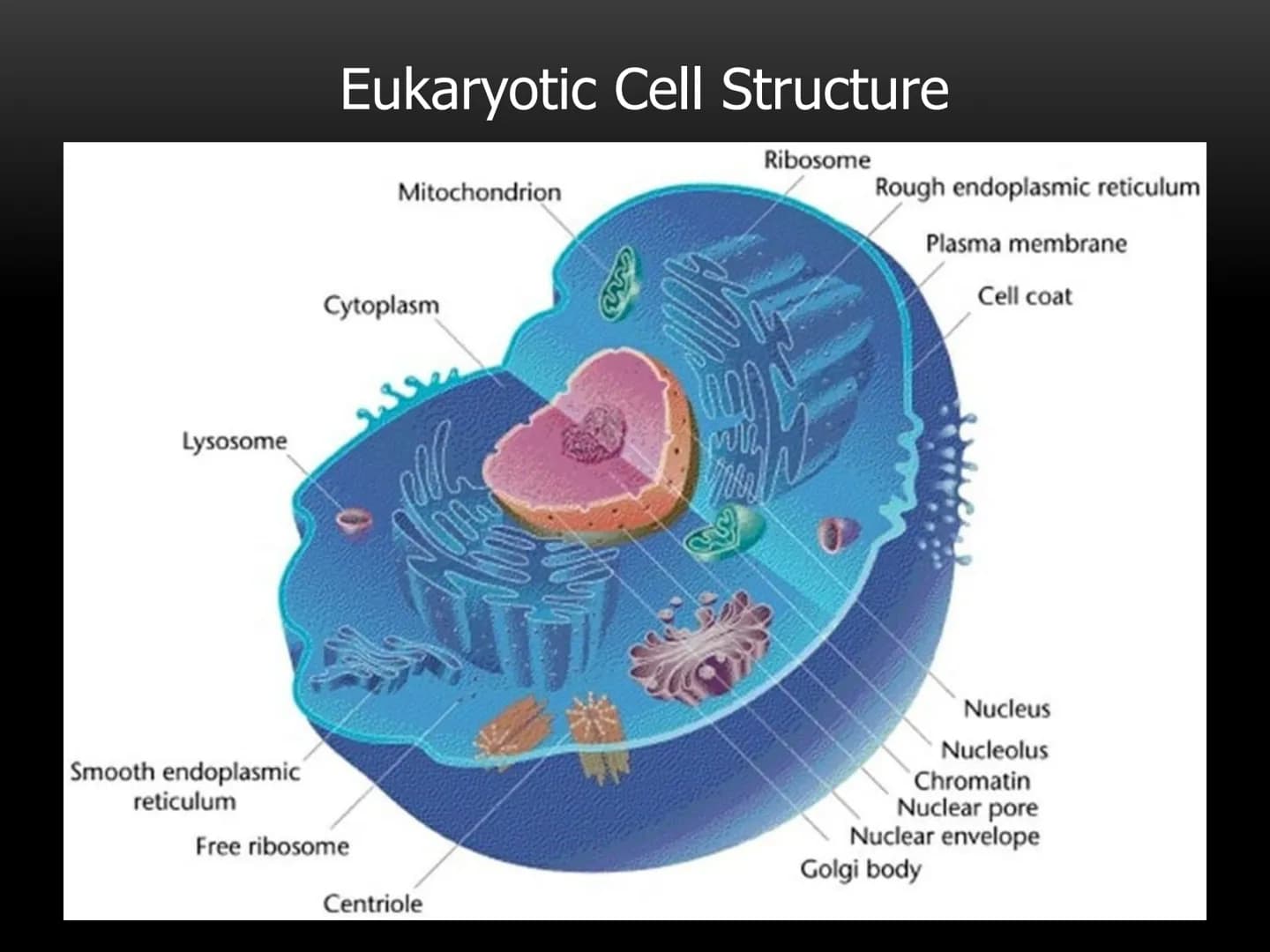 
<p>The fundamental role of cells in living organisms is key to understanding how all living things function and are structured. Cells are t