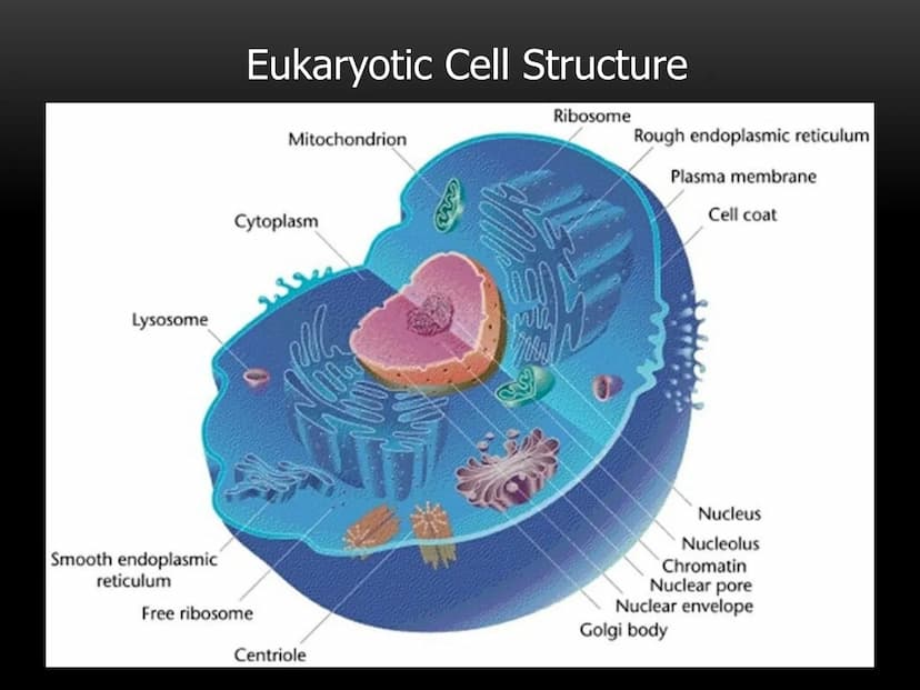 
<p>The fundamental role of cells in living organisms is key to understanding how all living things function and are structured. Cells are t
