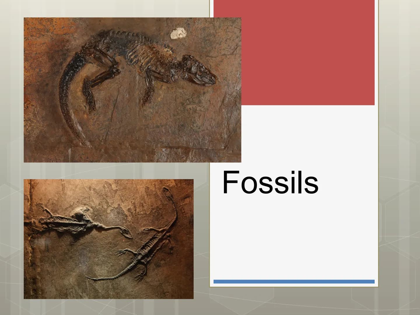 Fossils Formation of Fossils
Examples of fossils include shells, bones,
petrified trees, impressions made by leaves,
or burrows from worms.
