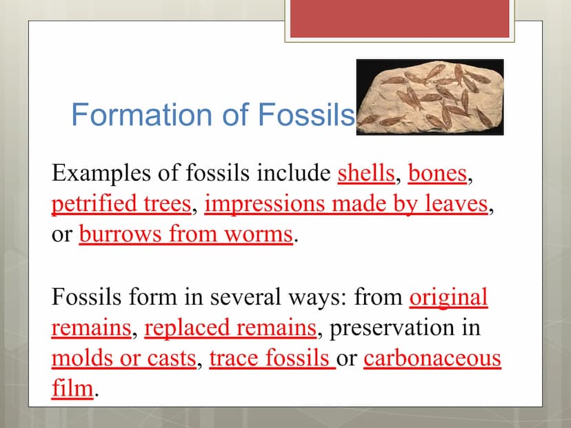 Fossils Formation of Fossils
Examples of fossils include shells, bones,
petrified trees, impressions made by leaves,
or burrows from worms.
