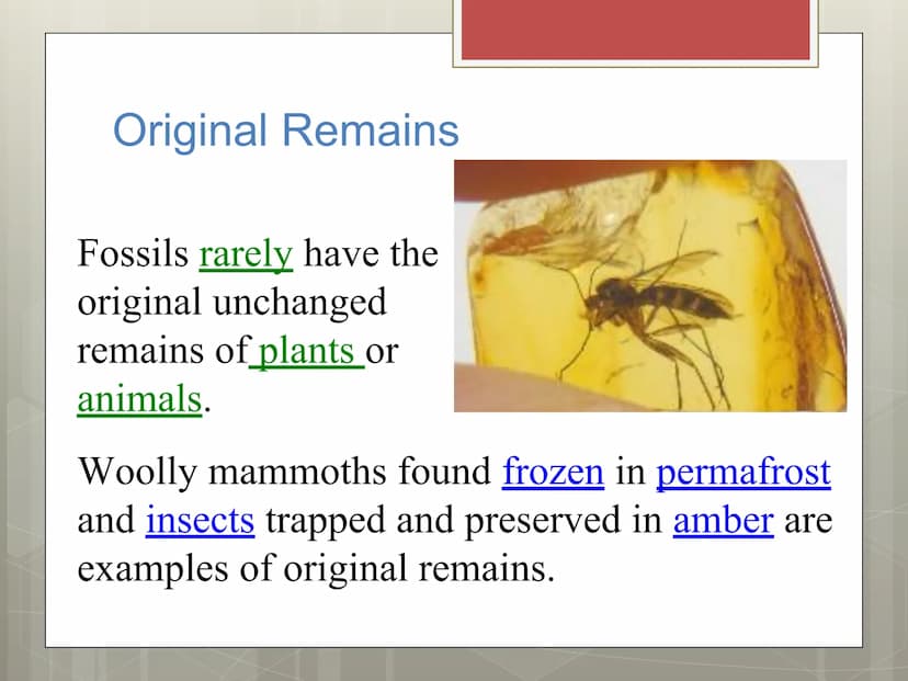 Fossils Formation of Fossils
Examples of fossils include shells, bones,
petrified trees, impressions made by leaves,
or burrows from worms.
