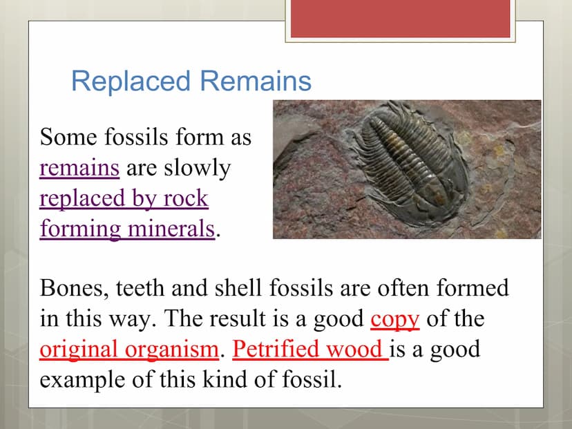 Fossils Formation of Fossils
Examples of fossils include shells, bones,
petrified trees, impressions made by leaves,
or burrows from worms.
