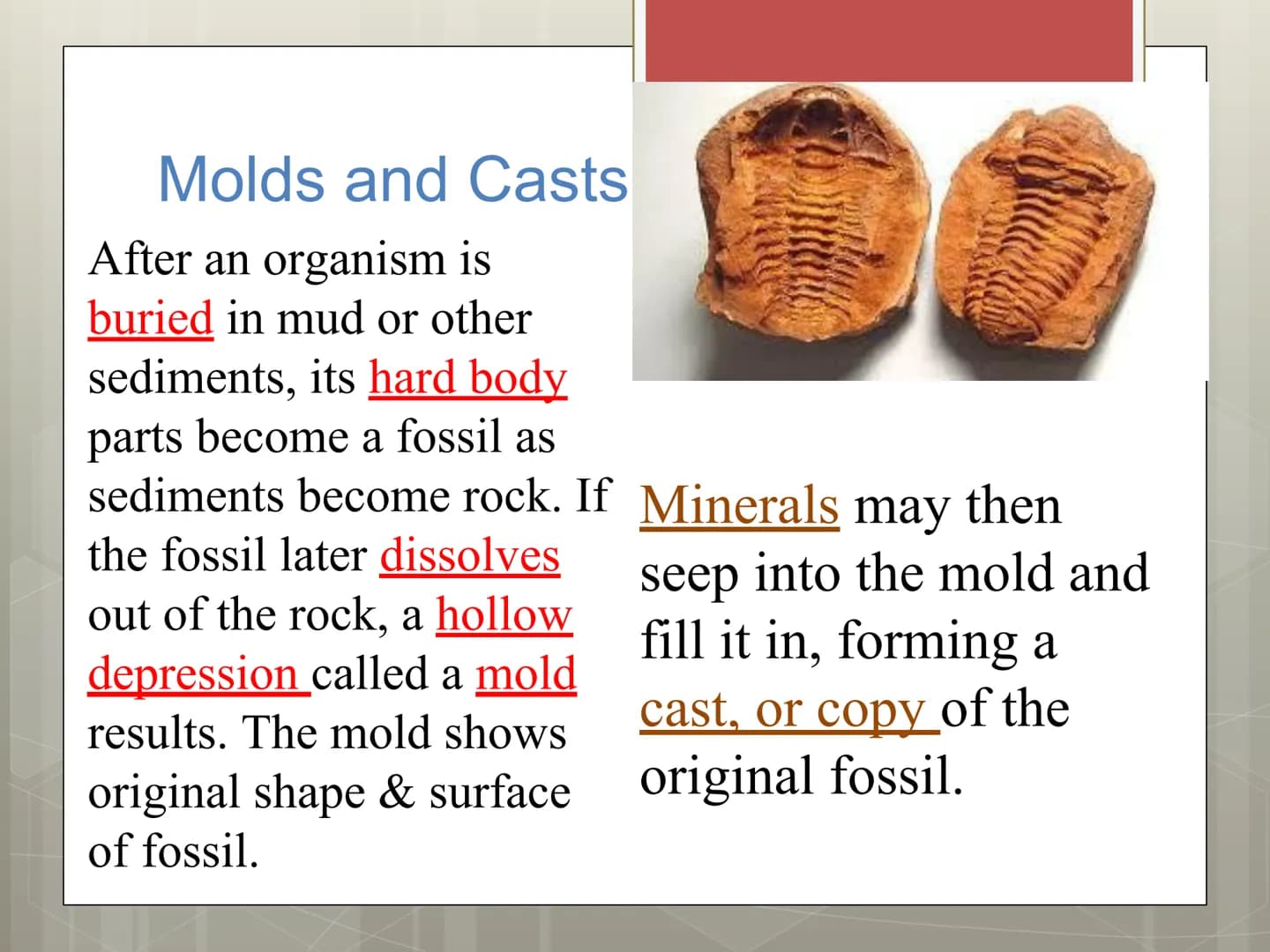 Fossils Formation of Fossils
Examples of fossils include shells, bones,
petrified trees, impressions made by leaves,
or burrows from worms.
