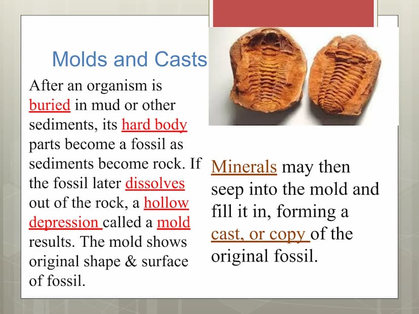 Fossils Formation of Fossils
Examples of fossils include shells, bones,
petrified trees, impressions made by leaves,
or burrows from worms.
