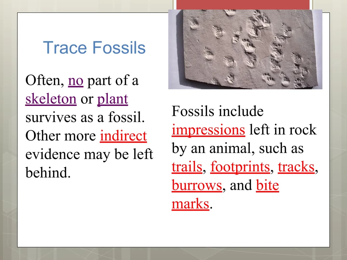 Fossils Formation of Fossils
Examples of fossils include shells, bones,
petrified trees, impressions made by leaves,
or burrows from worms.
