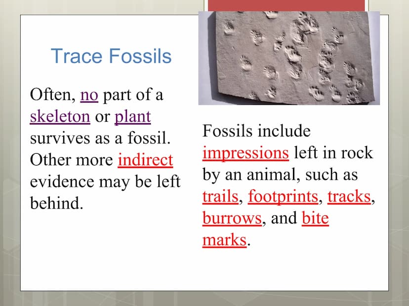 Fossils Formation of Fossils
Examples of fossils include shells, bones,
petrified trees, impressions made by leaves,
or burrows from worms.
