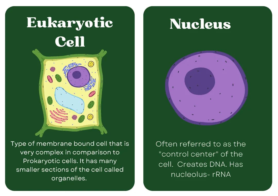 AP Bio unit 2 simple review 