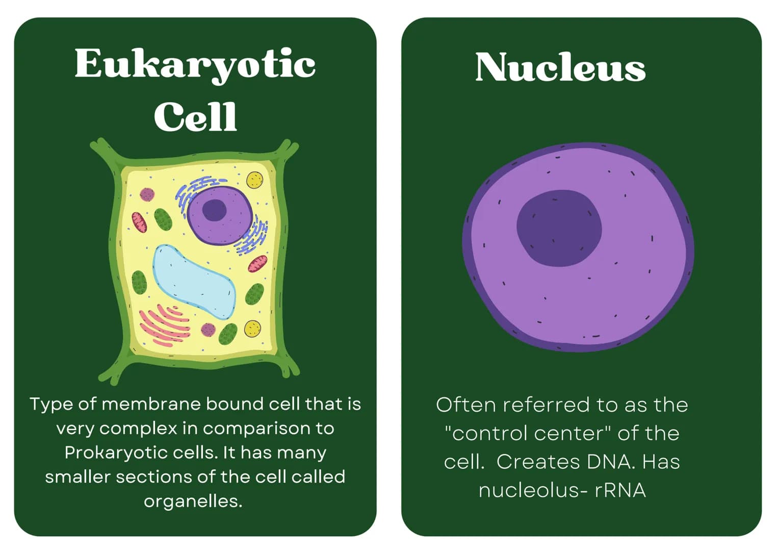 Eukaryotic
Cell
Nucleus
Type of membrane bound cell that is
very complex in comparison to
Prokaryotic cells. It has many
smaller sections of