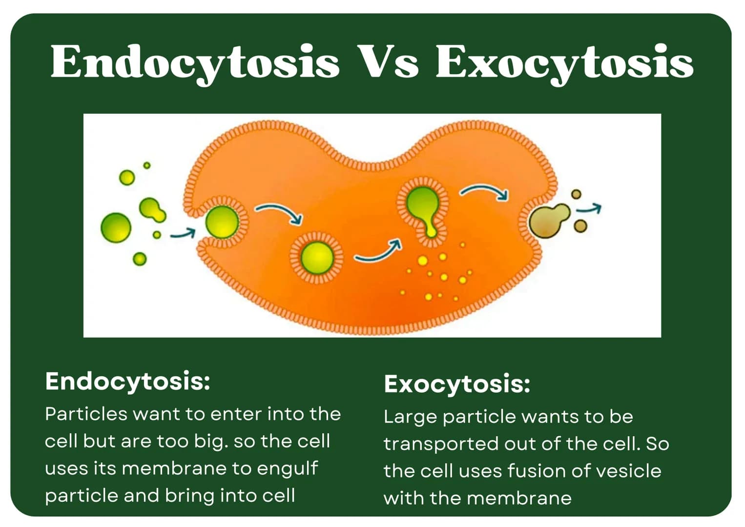 Eukaryotic
Cell
Nucleus
Type of membrane bound cell that is
very complex in comparison to
Prokaryotic cells. It has many
smaller sections of