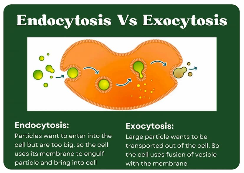 Eukaryotic
Cell
Nucleus
Type of membrane bound cell that is
very complex in comparison to
Prokaryotic cells. It has many
smaller sections of