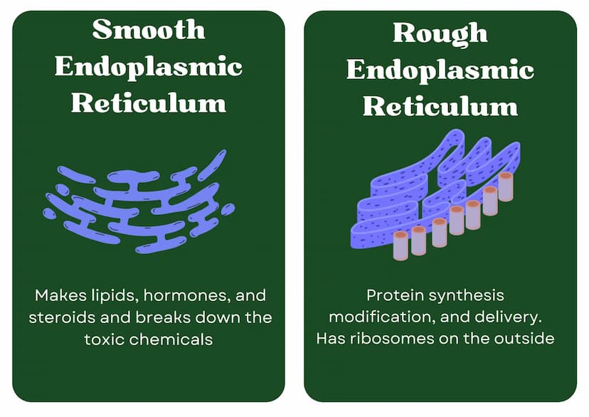 Eukaryotic
Cell
Nucleus
Type of membrane bound cell that is
very complex in comparison to
Prokaryotic cells. It has many
smaller sections of