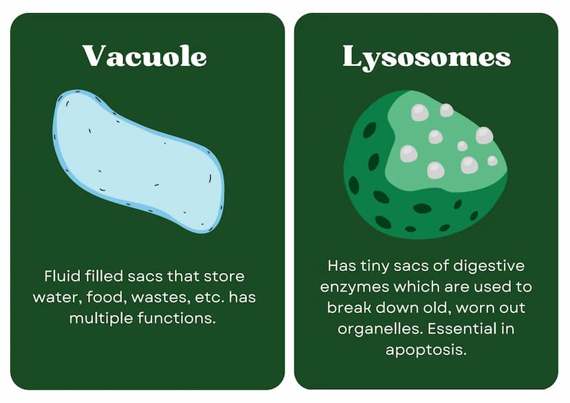 Eukaryotic
Cell
Nucleus
Type of membrane bound cell that is
very complex in comparison to
Prokaryotic cells. It has many
smaller sections of