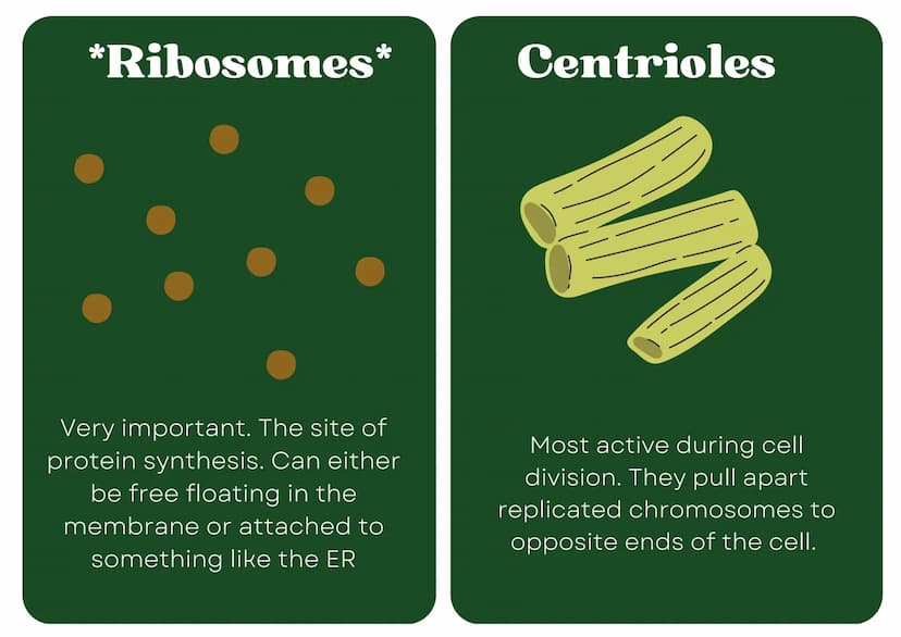Eukaryotic
Cell
Nucleus
Type of membrane bound cell that is
very complex in comparison to
Prokaryotic cells. It has many
smaller sections of