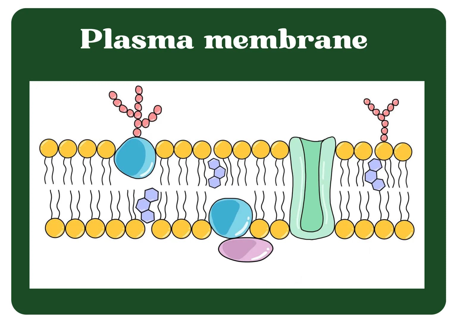 Eukaryotic
Cell
Nucleus
Type of membrane bound cell that is
very complex in comparison to
Prokaryotic cells. It has many
smaller sections of