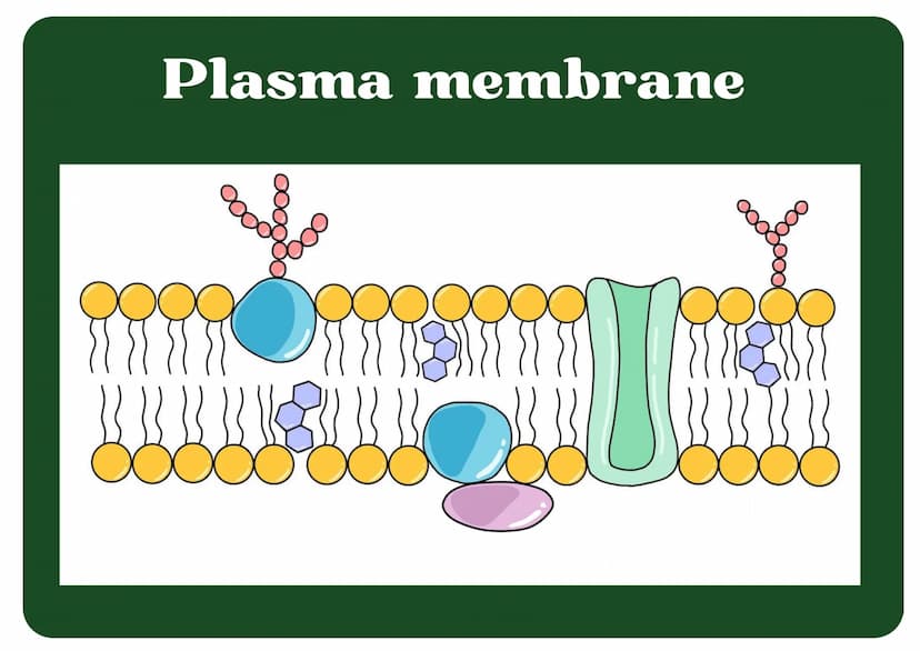 Eukaryotic
Cell
Nucleus
Type of membrane bound cell that is
very complex in comparison to
Prokaryotic cells. It has many
smaller sections of