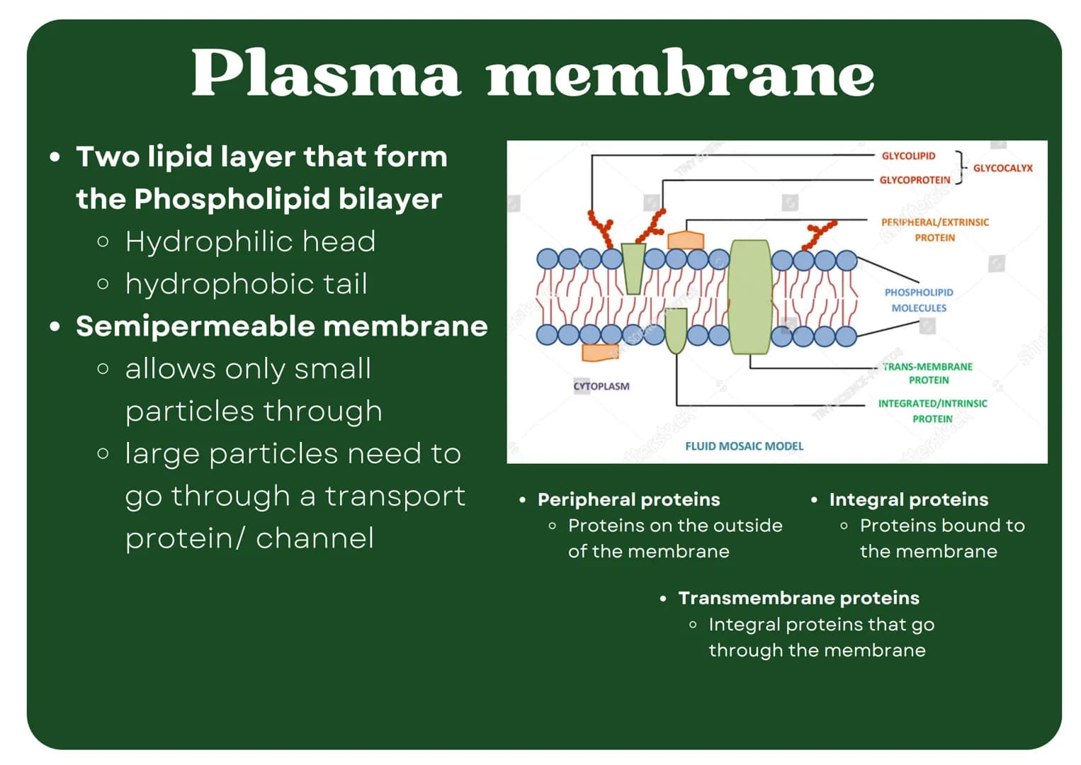Eukaryotic
Cell
Nucleus
Type of membrane bound cell that is
very complex in comparison to
Prokaryotic cells. It has many
smaller sections of