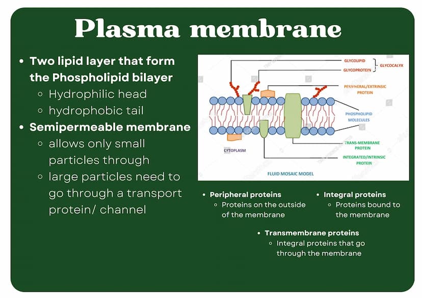 Eukaryotic
Cell
Nucleus
Type of membrane bound cell that is
very complex in comparison to
Prokaryotic cells. It has many
smaller sections of