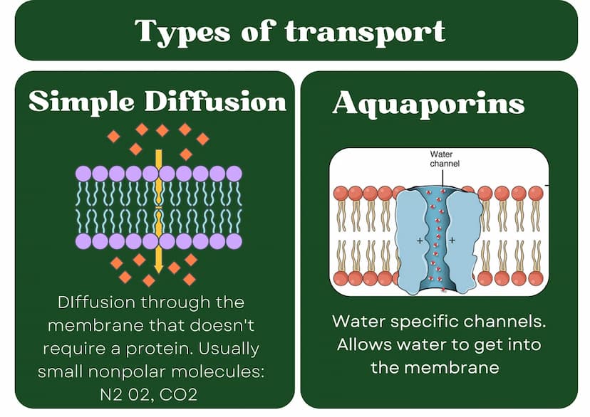 Eukaryotic
Cell
Nucleus
Type of membrane bound cell that is
very complex in comparison to
Prokaryotic cells. It has many
smaller sections of