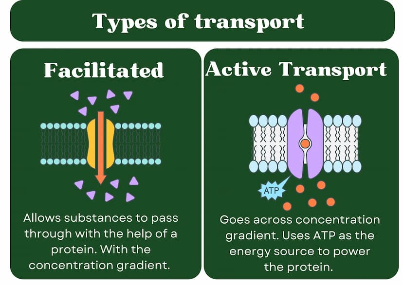 Eukaryotic
Cell
Nucleus
Type of membrane bound cell that is
very complex in comparison to
Prokaryotic cells. It has many
smaller sections of