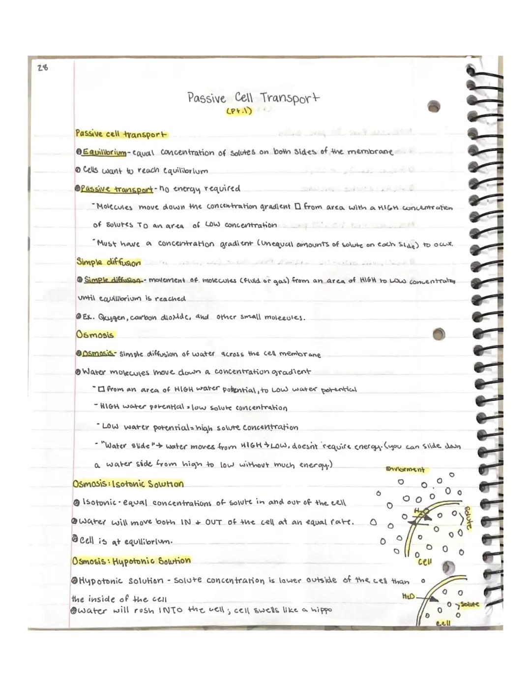 Simple Guide to Passive Transport: Types, Examples, and Solutions for Kids