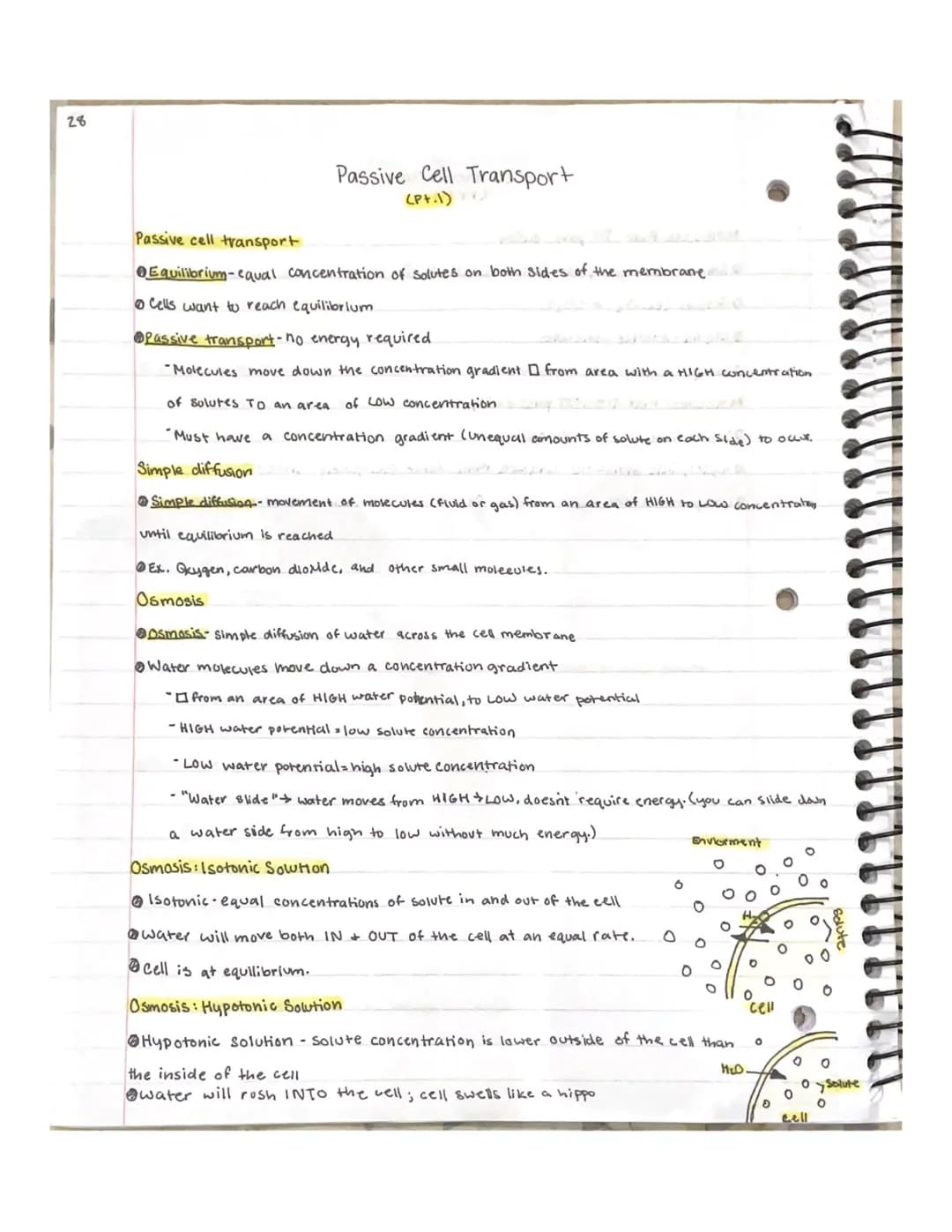 28
Passive Cell Transport
(Pt.1) ()
Passive cell transport
Equilibrium-equal concentration of solutes on both sides of the membrane
@ Cells 