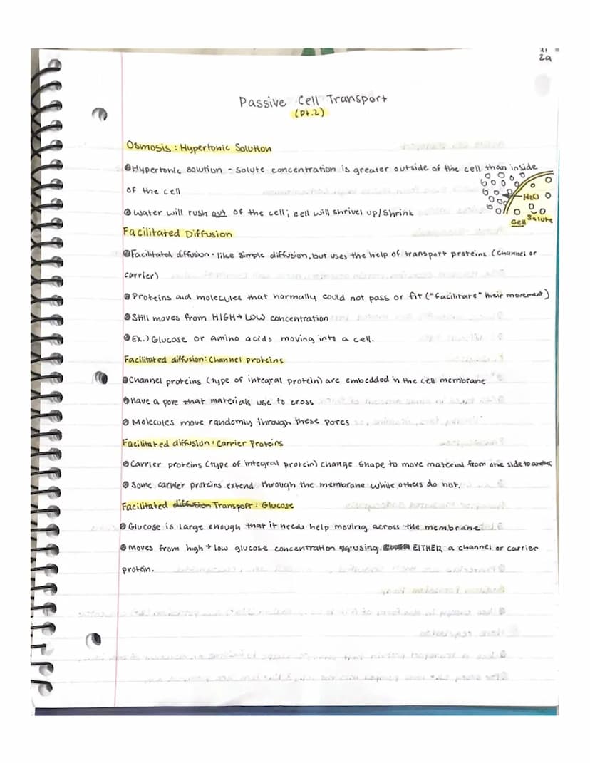 28
Passive Cell Transport
(Pt.1) ()
Passive cell transport
Equilibrium-equal concentration of solutes on both sides of the membrane
@ Cells 