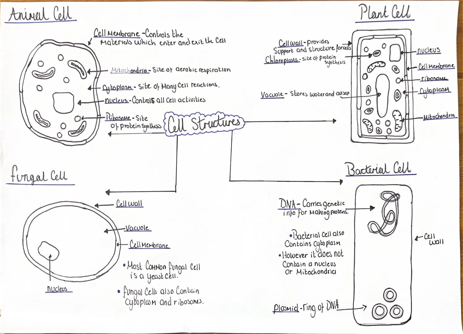 Animal Cell
fungal Cell
nucleus
Cell Membrane-Controls the
Materials which enter and exit the Cell
Mitochondria-Site of aerobic respiration

