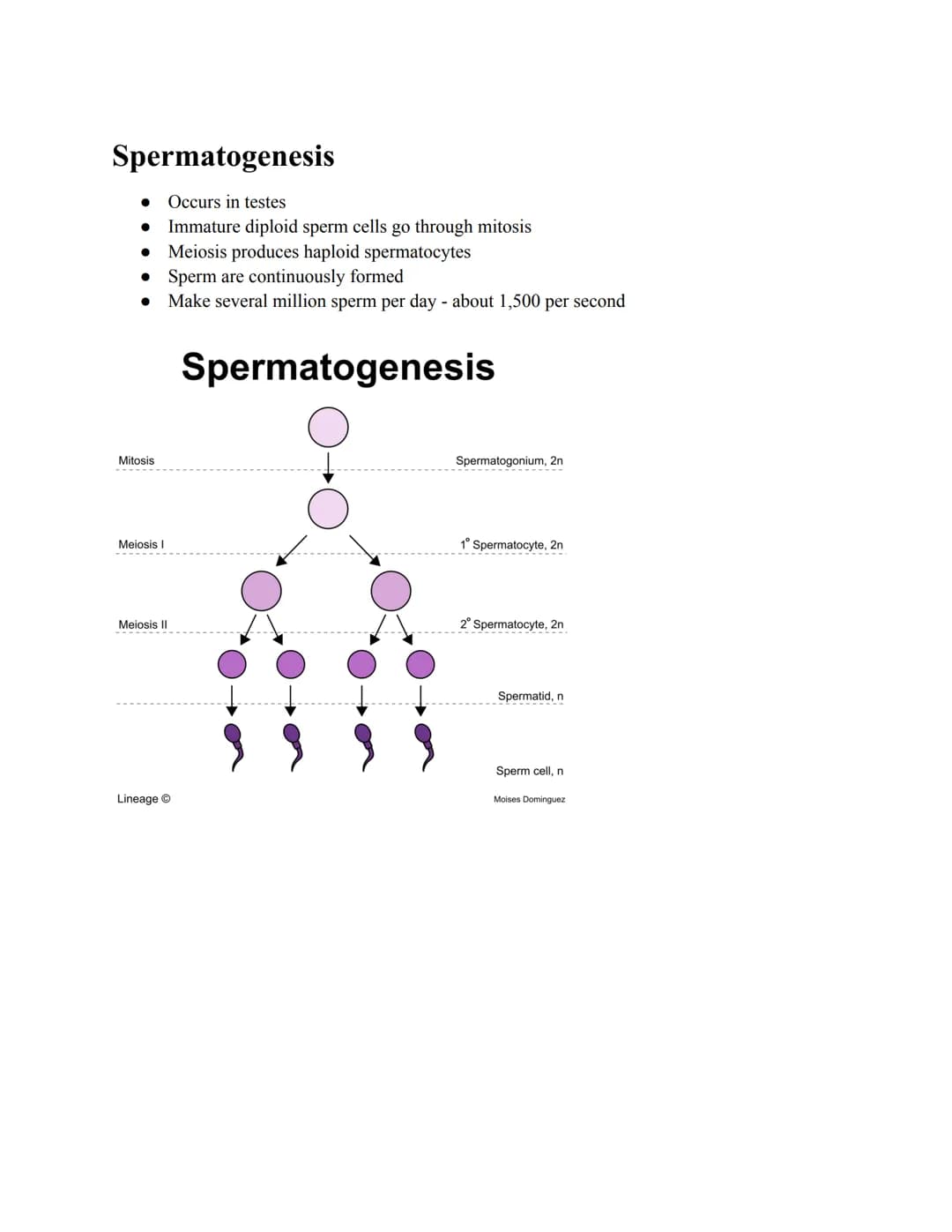 Spermatogenesis
Occurs in testes
Immature diploid sperm cells go through mitosis
● Meiosis produces haploid spermatocytes
●
• Sperm are cont