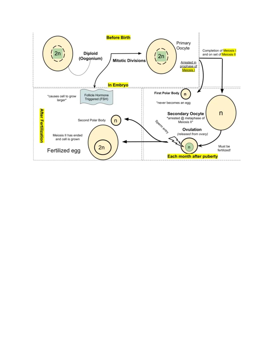 Spermatogenesis
Occurs in testes
Immature diploid sperm cells go through mitosis
● Meiosis produces haploid spermatocytes
●
• Sperm are cont
