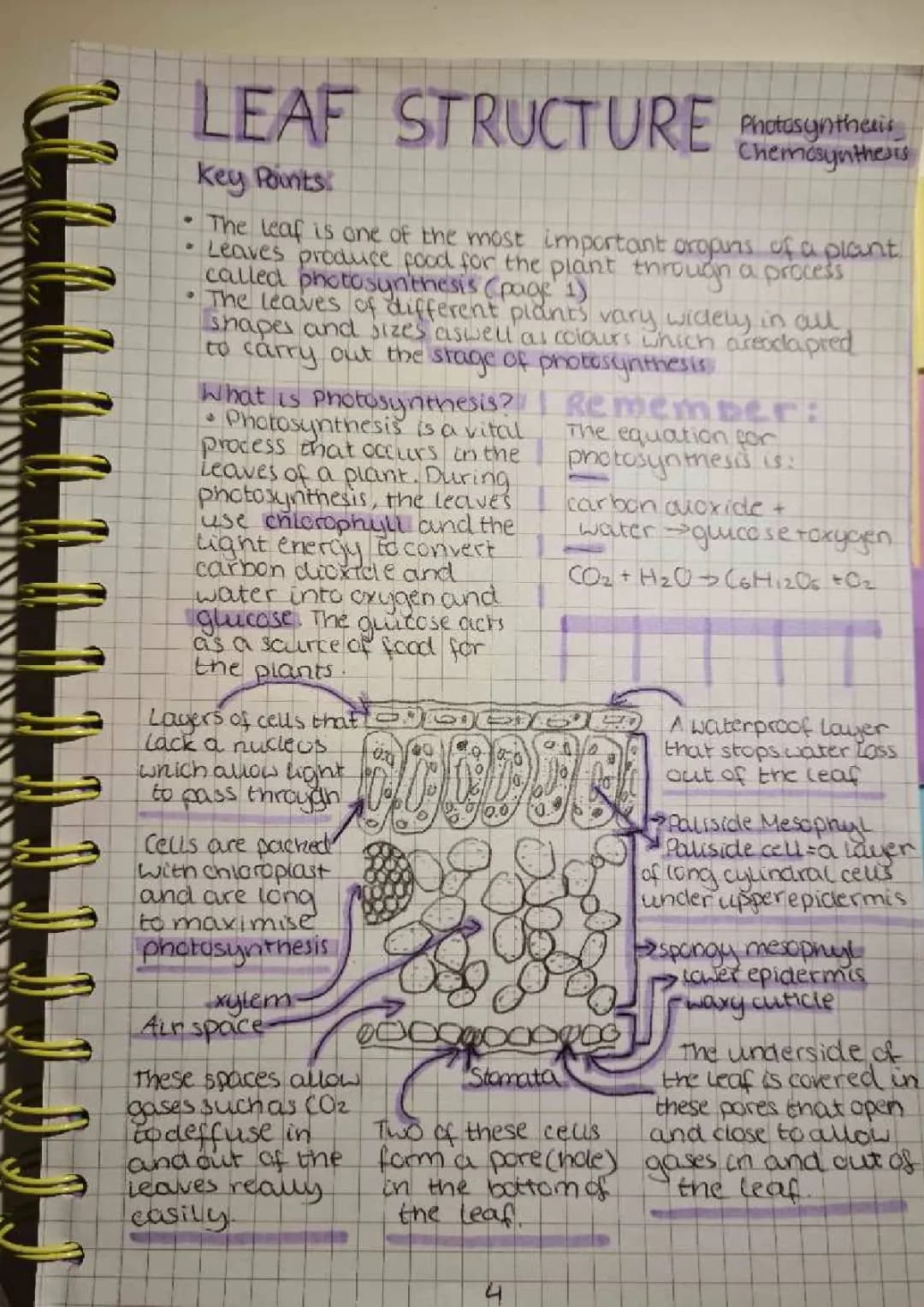 Photosynthesis Process in Plant Leaves: Step by Step Guide and Diagram