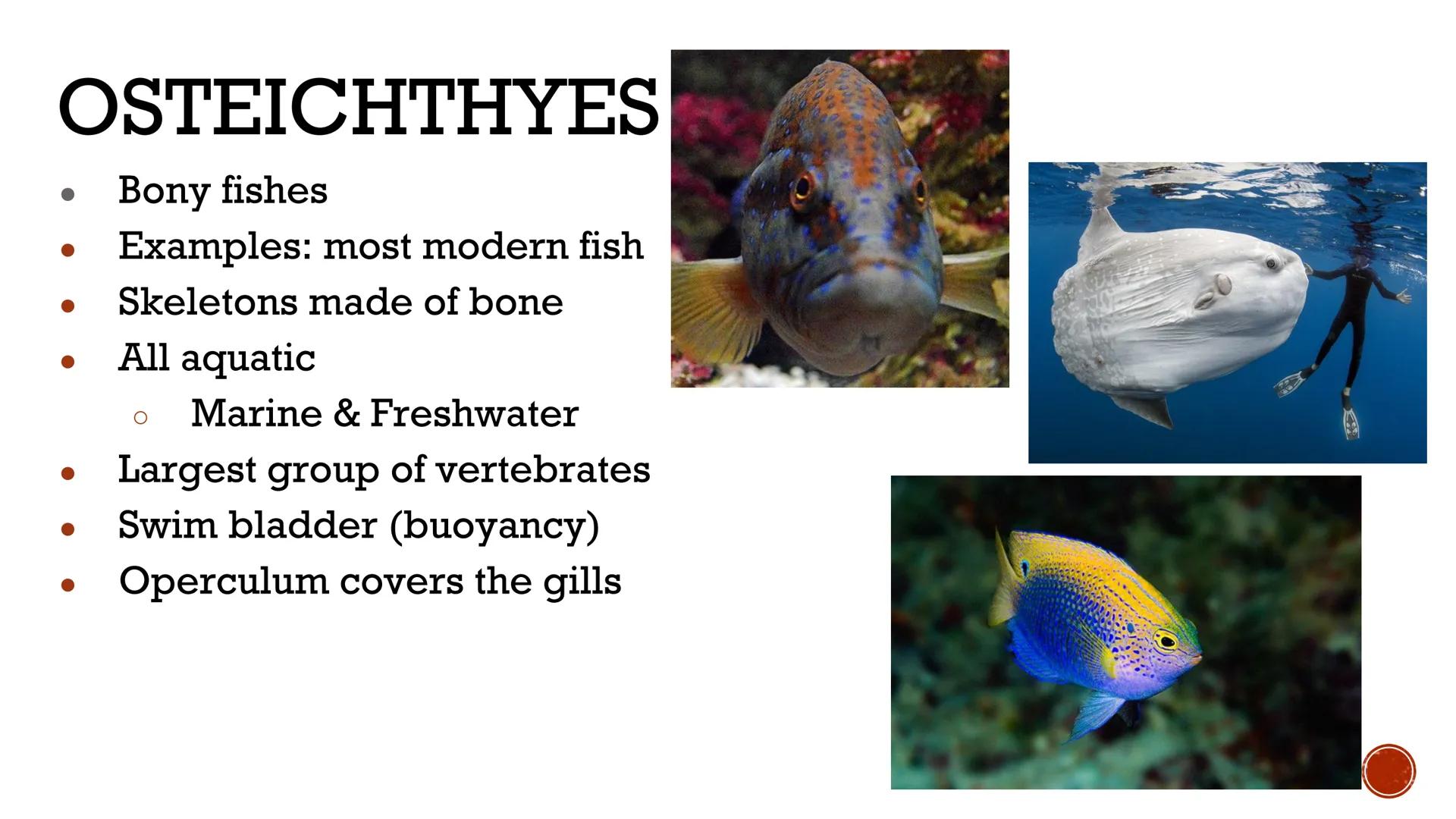 # ANIMALS:
# VERTEBRATES

Biology X # VERTEBRATES

*   Animals WITH a backbone
*   Only Phylum Chordata
    contains vertebrate animals
    